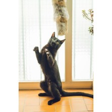 Gloria Cojin de Piel de Conejo Juguete Para Gatos grandes y pequeños
