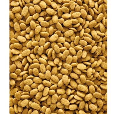 Pienso de mantenimiento para loros monocolor Versele-Laga NutriBird P15 Original Pienso de Mantenimiento Para Loros