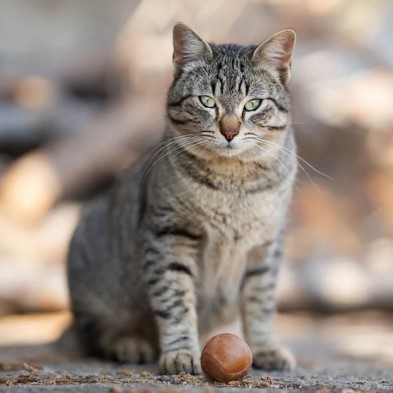 Retorn Rub Ball x 2 para gatos