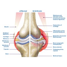 Condroprotector para todas las mascotas I Hyaloral Plasma Condroprotector en comprimidos