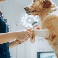 Condroprotector para todas las mascotas I Hyaloral Plasma Condroprotector en comprimidos