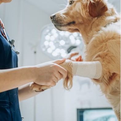 Hyaloral Plasma Condroprotector para perros y gatos en comprimidos