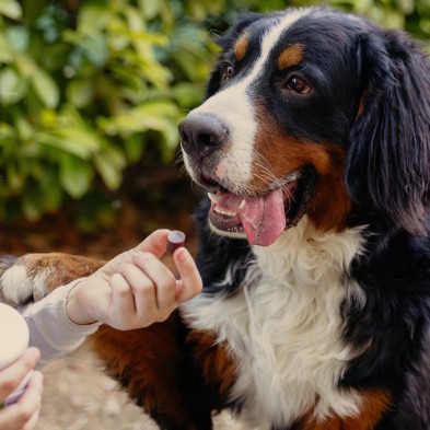 Virbac Movoflex Soft Chews Condroprotector para Cães