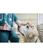 Antiparasitarios para perros: collares, pipetas y más - Superpet
