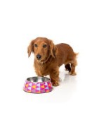 Comederos y bebederos para perros - Superpet