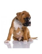 Productos para cachorros de perro