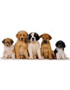 Productos para perros, piensos, comida húmeda y accesorios para todas los perros